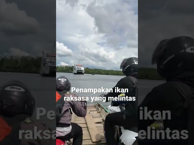 Penampakan ikan raksasa class=