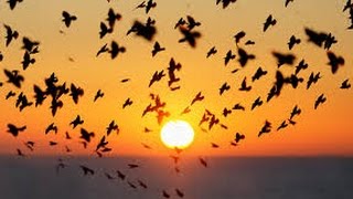 Celebrity The Murmuration - A Film by Ralph Brown & Andy Baybutt Wealth