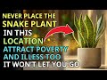 CAREFUL Don T Put The Snake Plant Here It Attracts Poverty Fengshui Buddhist Teaching CAREFUL Don T Put The Snake Plant Here It Attracts Poverty Fengshui Buddhist Teaching