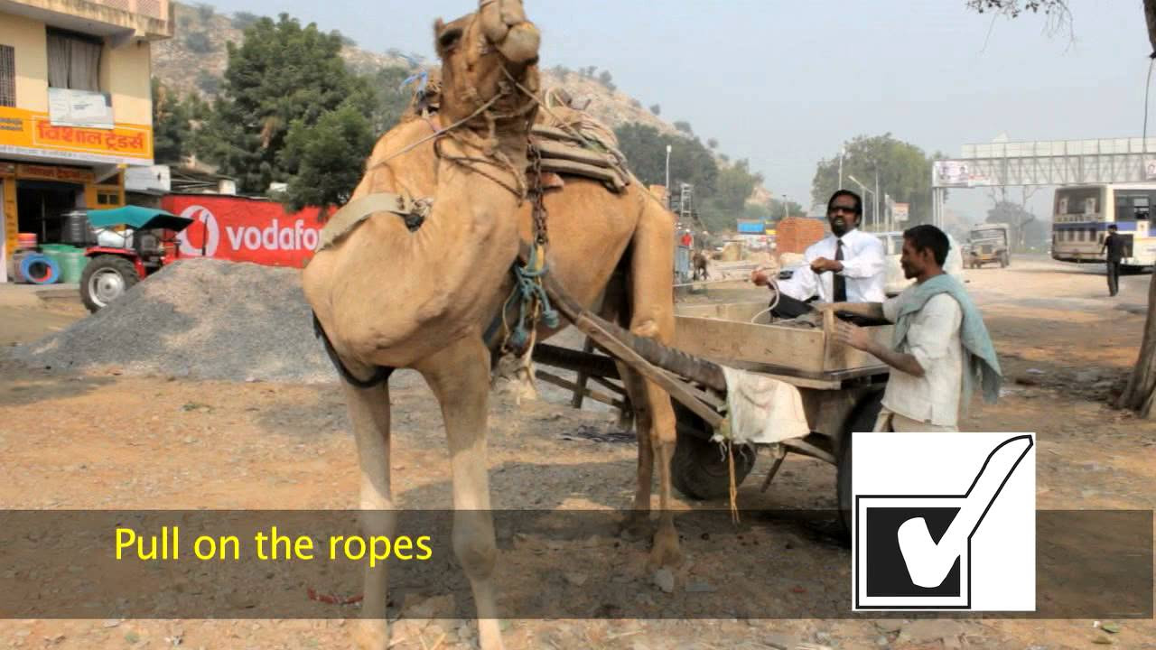 How to drive the Camel Cart Wilbur Sargunaraj