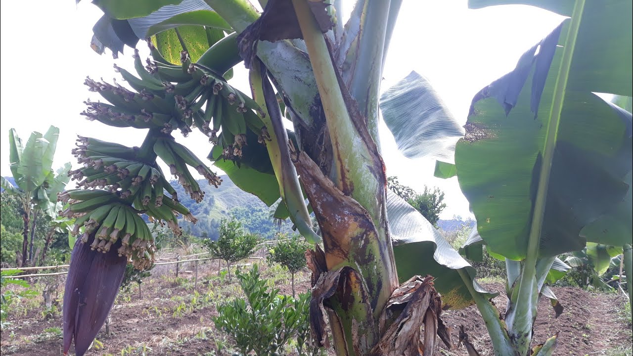  Ciri ciri Pohon Pisang  Cavendish dari kecil samapi 