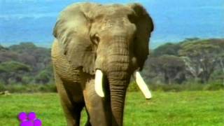 Ελέφαντες Ο μαγικός κόσμος των ζώων