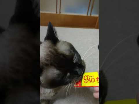 シャム猫 猫 ねこ好き ねこ 猫動画 猫猫 猫かわいい Youtube