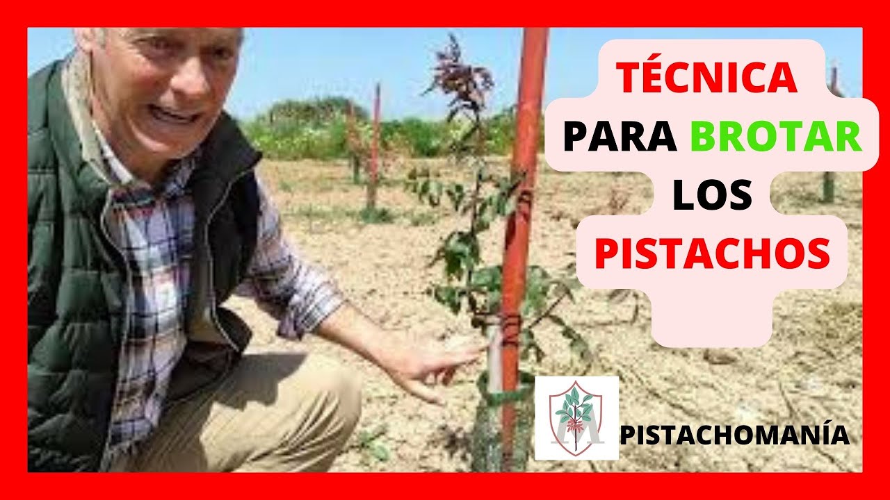 💥Si la Yema de PISTACHO no ha BROTADO, prueba ésta operación💯‼‼ EFECTIVA