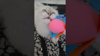 #lila #prenseslila #konusankediler #kedivideoları #cat #catshorts #cute #cutecat #funny #kedi