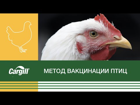 Видео: Вакцина против цыпленка: вакцинировать или нет?