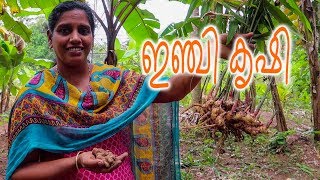 വീട്ടുമുറ്റത്തും ഇഞ്ചി കൃഷി | Ginger Farming at home | Mini's LifeStyle