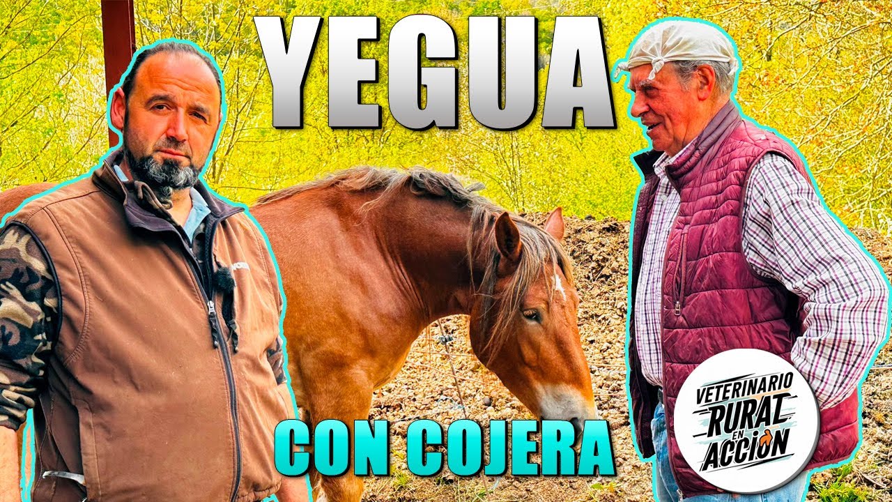 🐎 YEGUA 🐎 Con cojera