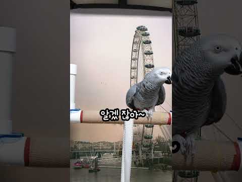 노란딱지 붙겠다 연구대상 앵무새 똘이#<strong>parrot</strong> #반려동물 #shocked #shorts #funny #웃긴영상 #cute #동물 #apt