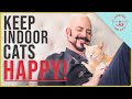 How to keep indoor cats happy