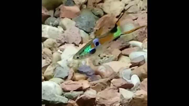 Colorful endler!