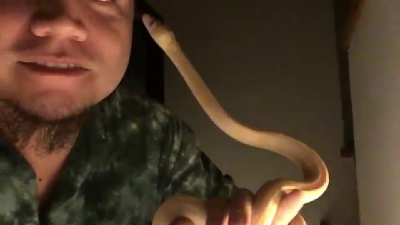 camera iphone 8 plus apk Early Morning Snake Handling