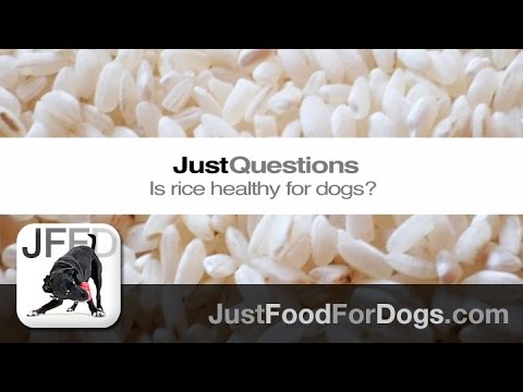 Just Questions: Is Rice Bad For Dogs? | JustFoodForDogs