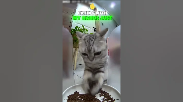Video 9582741: cat kitten eating food, kitten cat eating funny, cat little kitten funny