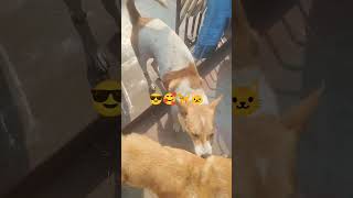 lunch complete🦮#trending #adoptstrays #animallovers #funny #lovepets #viralvideo #straydoghero