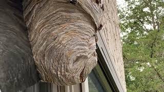 Where should you look for a wasp nest?