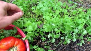 TRG 2012:  Growing Cilantro in Your Garden All Summer Long