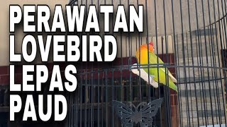 Perawatan lovebird lepas paud