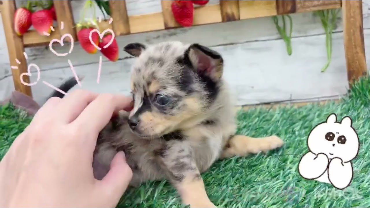 価格の安い♥犬MIX（ポメラニアン×チワワ）♀ 現在体重760g【動画あり