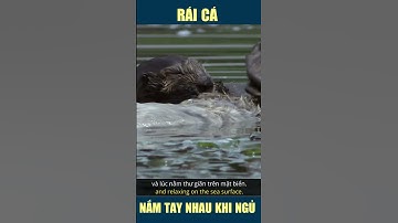#133 [Động vật] Rái cá nắm tay nhau khi ngủ | Otters hold hands when they sleep  #gialac999