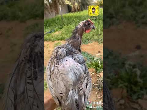من أسباب تساقط الريش بالدواجن والطيور