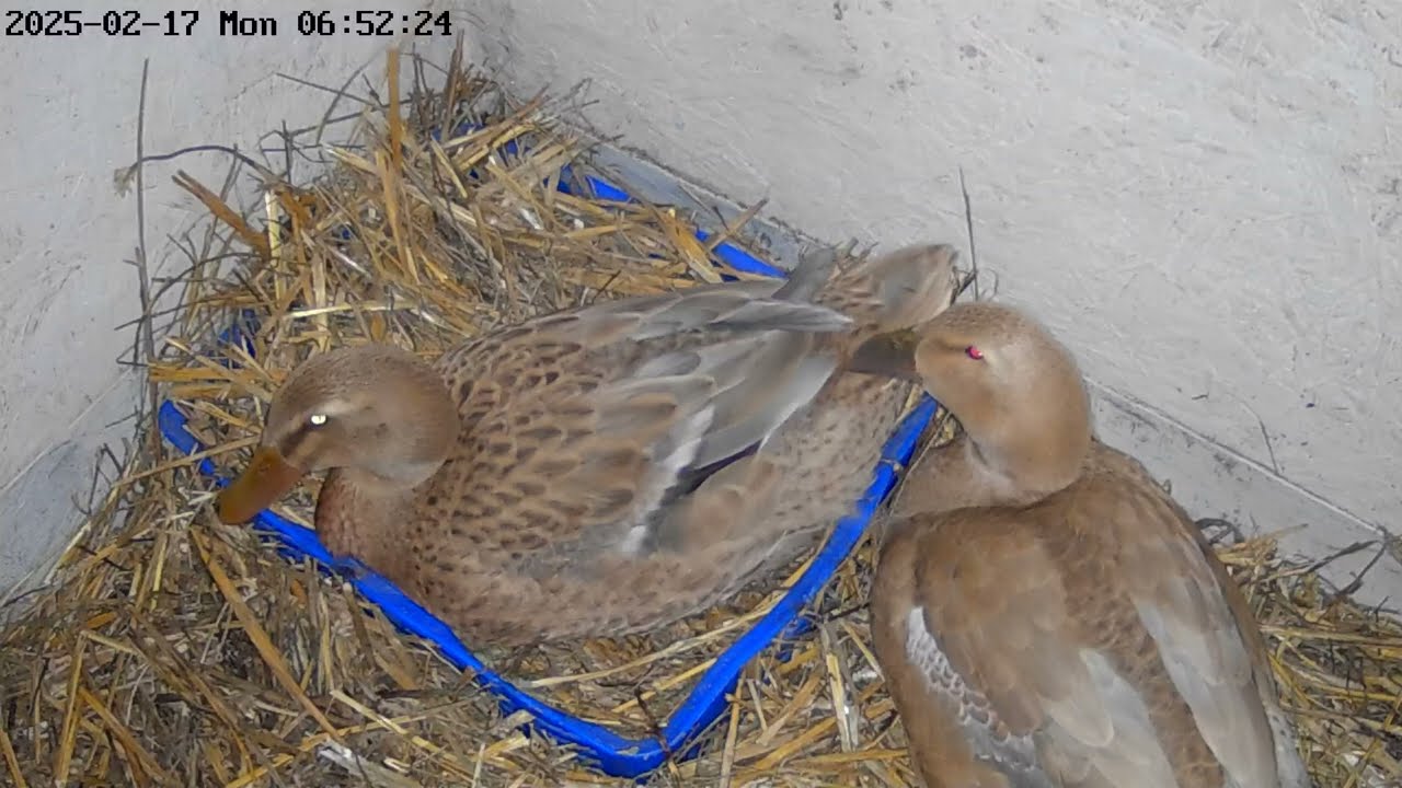 Jak kaczki traktują swoje jajka w kaczniku? Biegusy indyjskie.