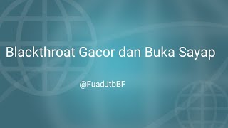 Burung Blackthroat Gacor Dan Buka Sayap Plus Over Birahi