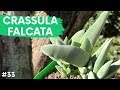 CRASSULA FALCATA | Aleta de Tiburón 🦈