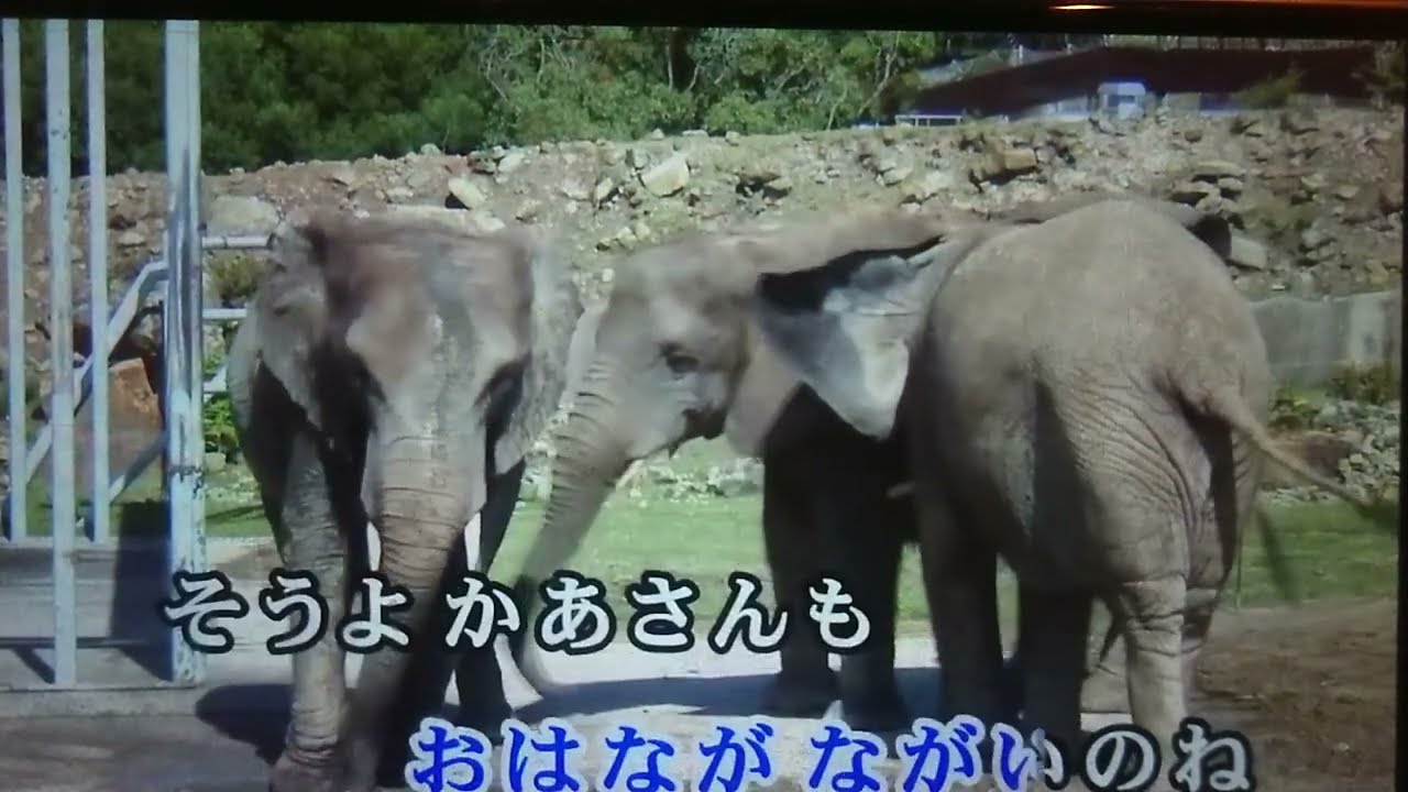 ぞうさんを福山雅治さんぽく？歌ってみました。2026 3/6 