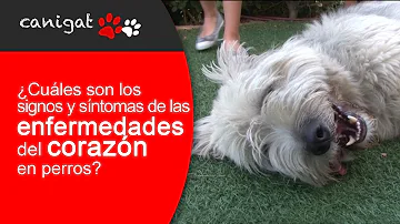 ¿Cómo es un ataque al corazón en un perro?