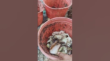 PHÂN HỮU CƠ TỪ CÂY CHUỐI #trongrausachtainha