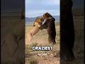 Craziest Animal Moments That Should Have Never Happened 😱 #AnimalMoments #WildlifeChaos
