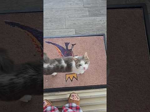 Monday Cat Party Nashville