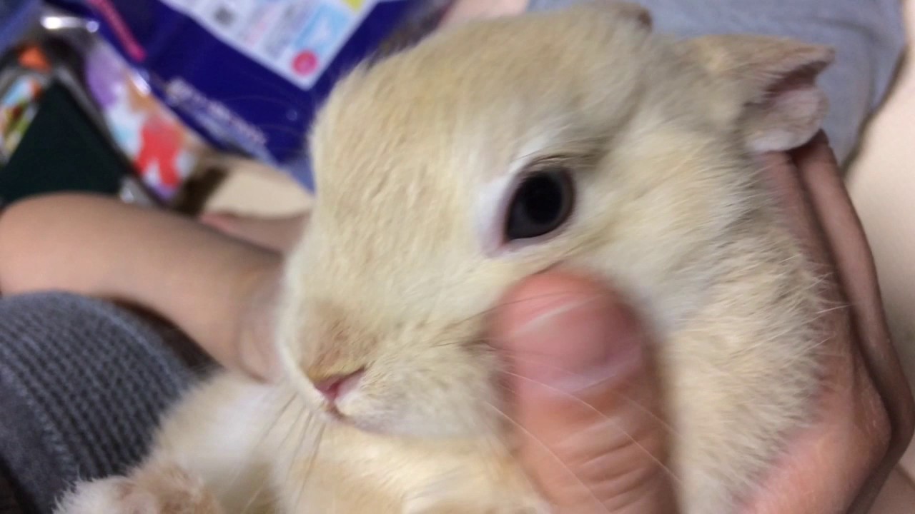 ウサギの歯 YouTube ウサギの歯 YouTube