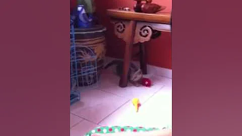 Video 793891: american shorthair kittens playing, american shorthair breed, pure breed kitten