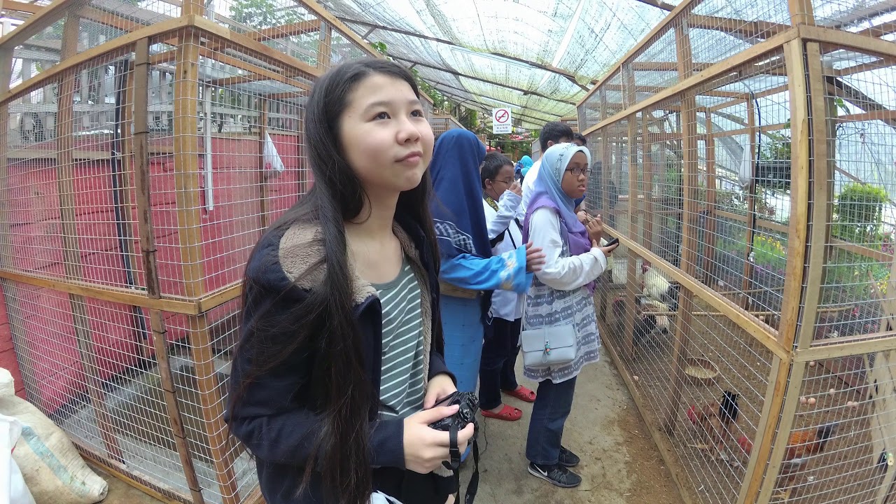 金马伦草莓农场 Big Red Strawberry Farm Cameron Highlands ...