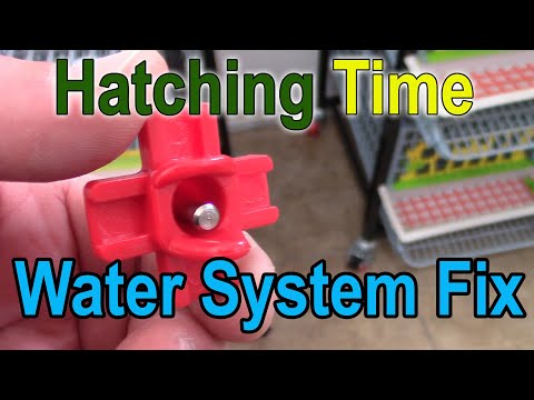 Hatching Time -