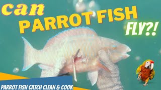 Parrot fish Catch, clean & cook | Spearfishing in UAE