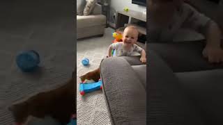 Cute Babies and Dogs | funnyshorts usa funnyvideo funny funnydogs