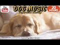 20 HOURS of Dog Calming Music🦮💖Separation Anxiety Relief Music 🐶🎵Dog Relaxing Music⭐Healingmate