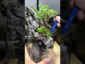 Make mini tabletop landscapes with beautiful moss ornamental plants 15