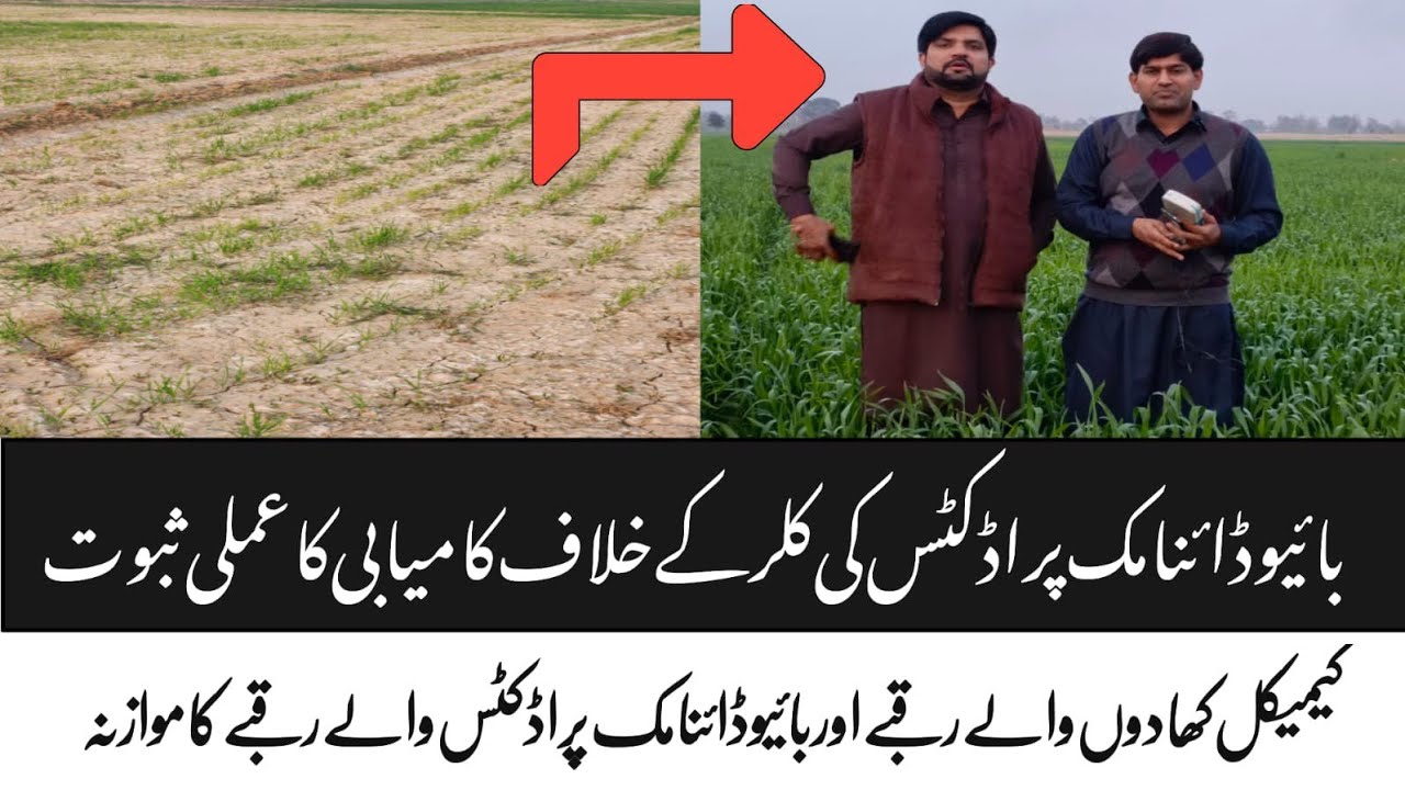 کلراٹھے رقبے میں ویسٹ  ڈی کمپوزر اور بائیو ایکٹو سلفر کا کمال شاندار گندم کی فصل