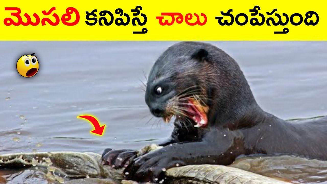 15 Interesting Facts In Telugu Telugu facts MR Raja Facts Unknown Facts In Telugu YouTube