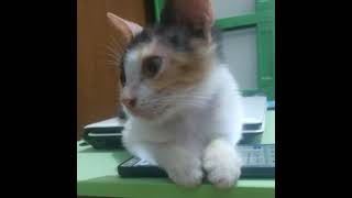 Selamat Hari Kucing Sedunia