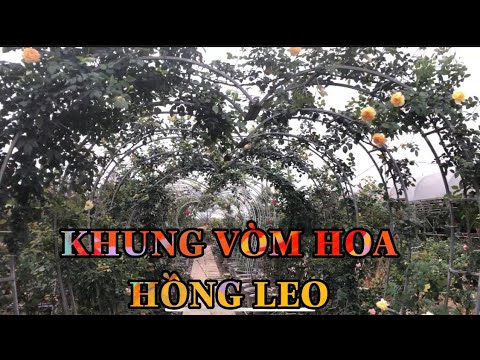 Video KHUNG VÒM HOA HỒNG LEO.TÔN VẺ ĐẸP CỦA NHỮNG CÂY HOA... - youtube