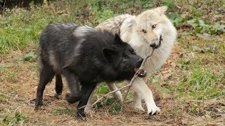 For Wolves, Playtime Strengthens Family Bonds