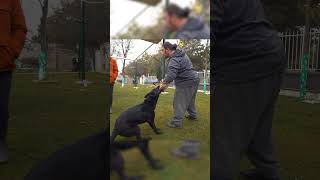 Siyah Alman Kurdu Delirdi! (Çıkardığı sese bakın!) #almançobanköpeği #dog  #shorts