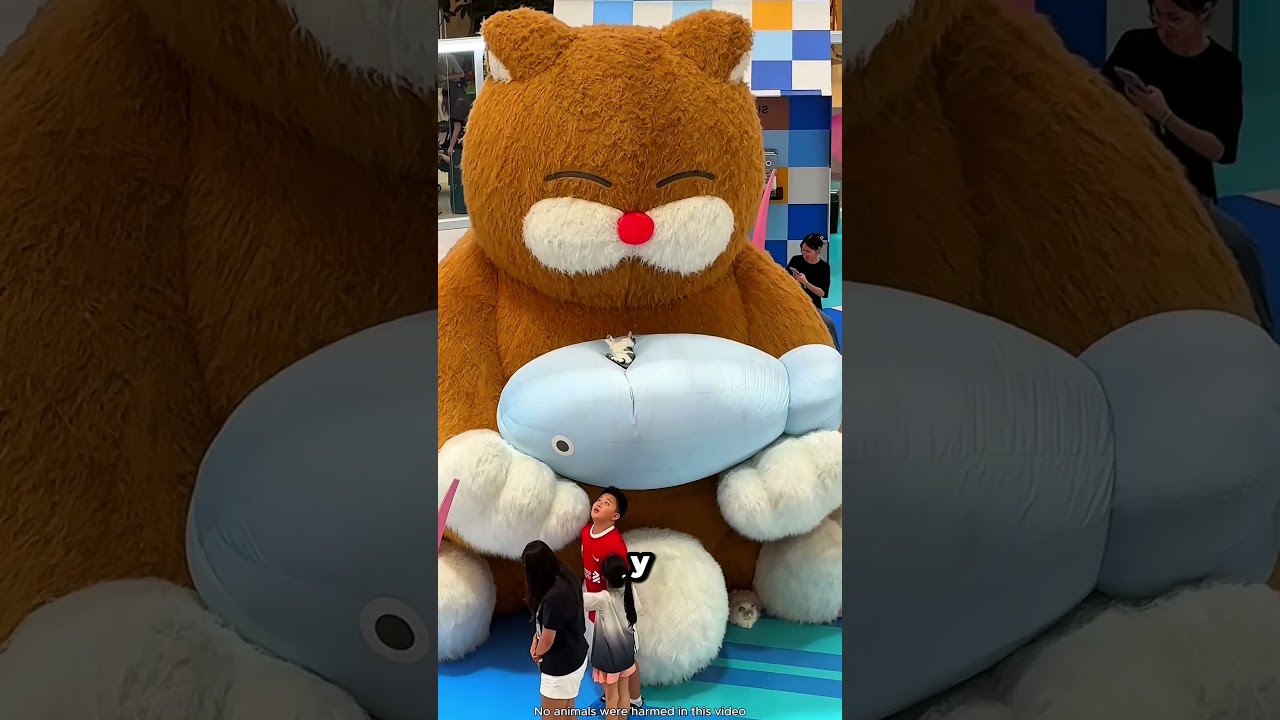 El gatito que nunca se rinde con el oso gigante