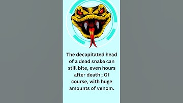 Interesting Facts 🤓 about Snakes —Did You Know Facts 🤔— 5 Fun Facts 🤣 #shorts  #shortvideo