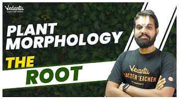 ROOT System - Morphology of Flowering Plants | Class 11 Biology | NEET 2024 Biology | Koushik Sir